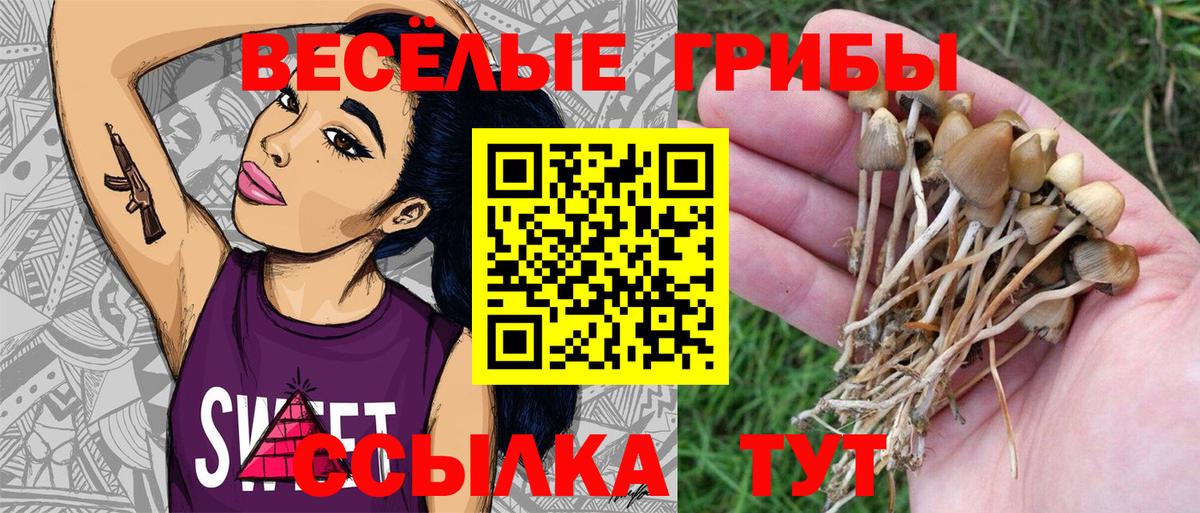 продажа наркотиков  Псилоцибиновые грибы GOLDEN TEACHER  Вход с VPN  Краснодар  Галлюциногенные грибы GOLDEN TEACHER 